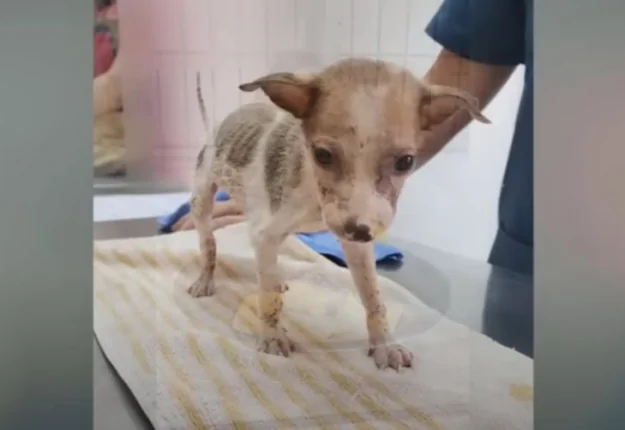 The Mama Dog Was Heartbroken When She Could Not Help Her Last Little Baby 2 image 1