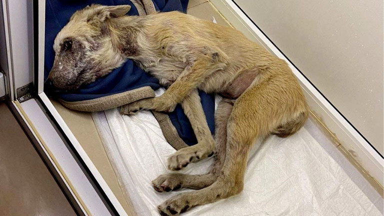 Dog Left to Die on Mattress Gets Miraculous Second Chance at Life