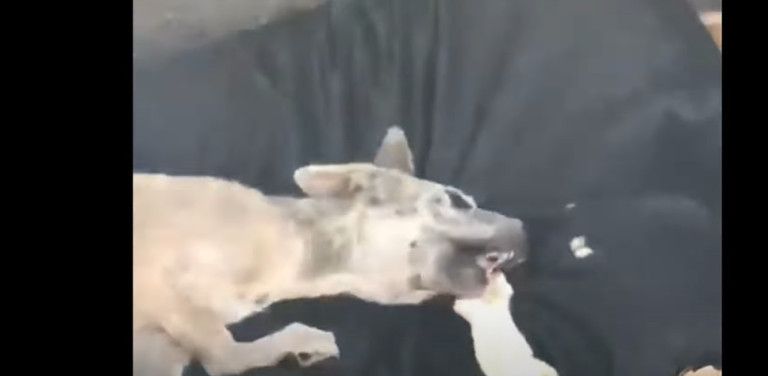 Zippo being fed by his rescuer