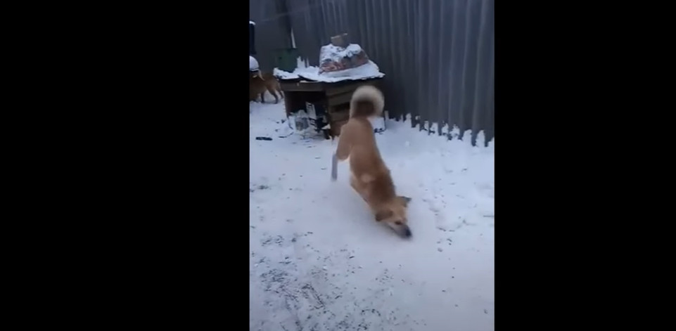 Zippo taking his first steps