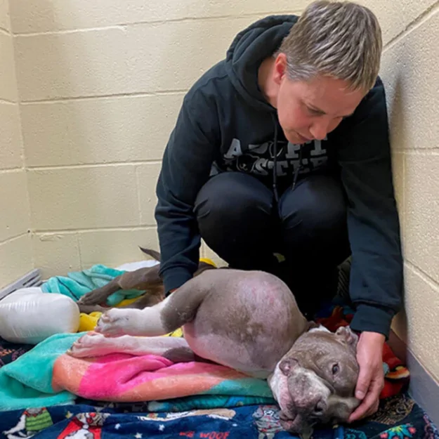 Pit Bull With Volleyball-Sized Tumor Has Her Life Saved and Finds Forever Home 4 image 2