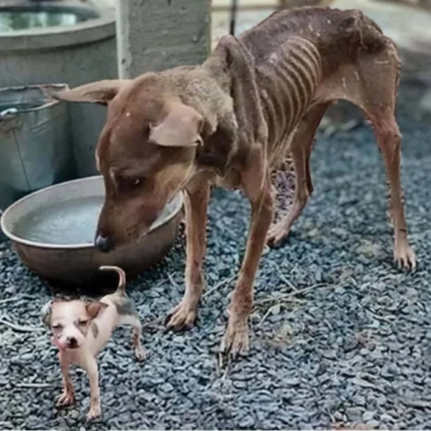 The Mama Dog Was Heartbroken When She Could Not Help Her Last Little Baby 1 image