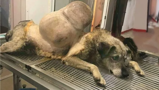 Her Family Threw Her Out Like Trash Because of a Massive Tumor She Couldn’t Survive Alone 1 kicked out due her illness the c 1